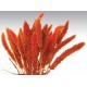 SETARIA  24" Orange